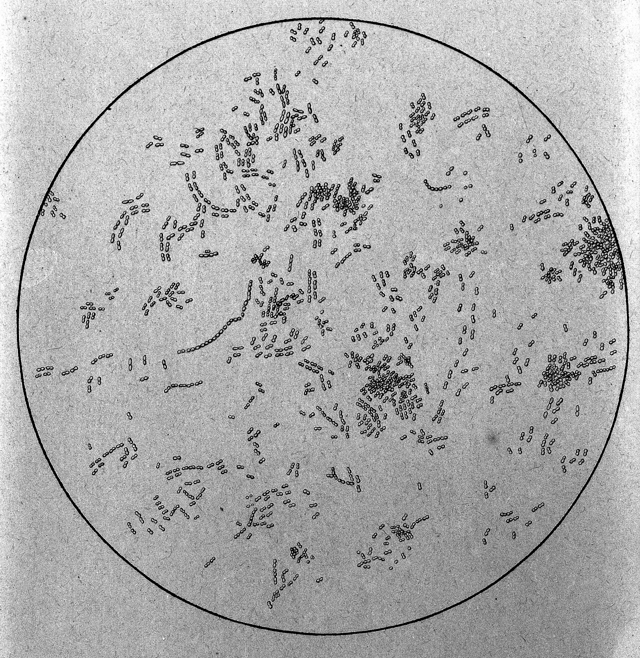 Gluconobacter (Oxidative Fermentation Bacteria)