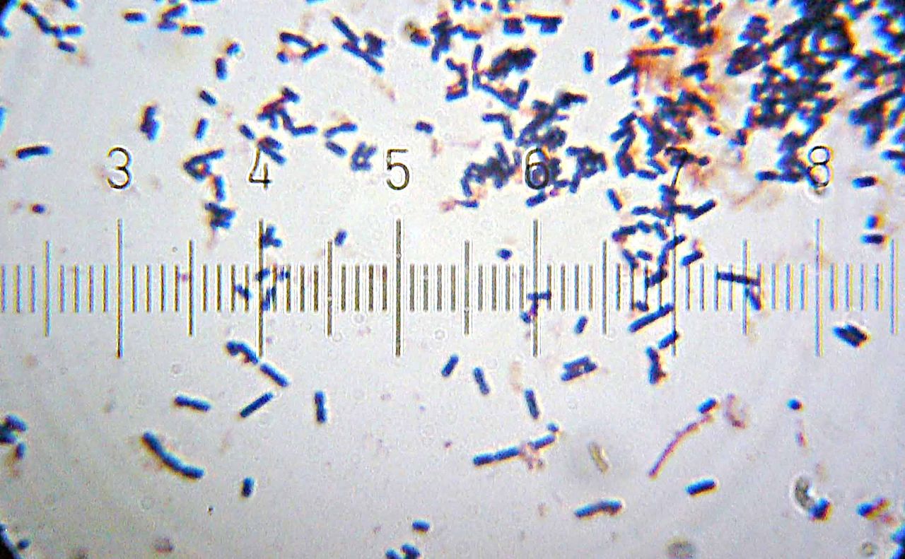 Lactobacillaceae (Lactic Acid Bacteria)