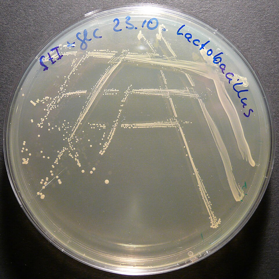 Lactobacillaceae (Lactic Acid Bacteria)