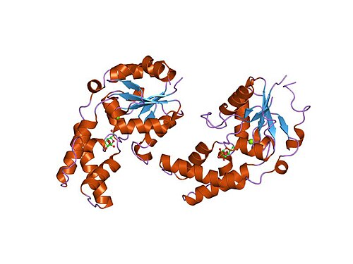 Lactococcus (Dairy Starter Bacteria)