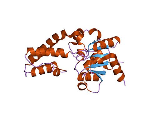 Lactococcus (Dairy Starter Bacteria)