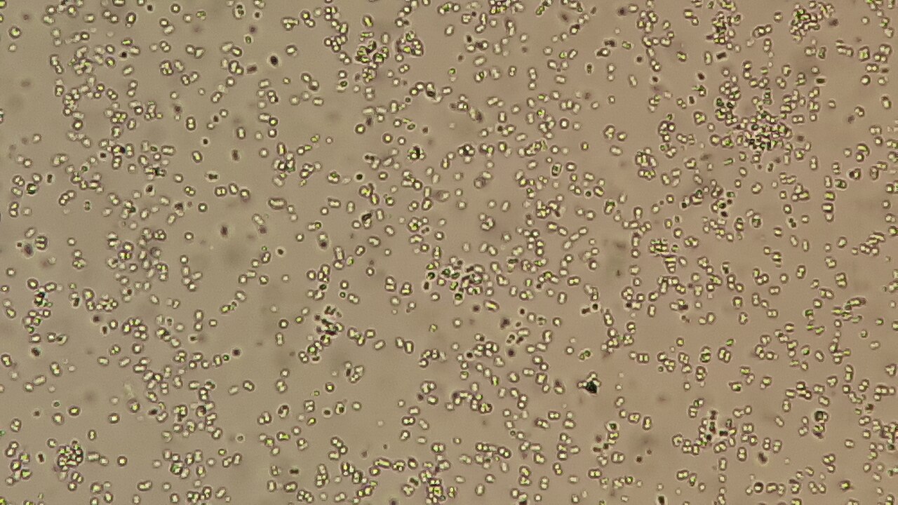 Leuconostoc (Aromatic Fermentation Bacteria)