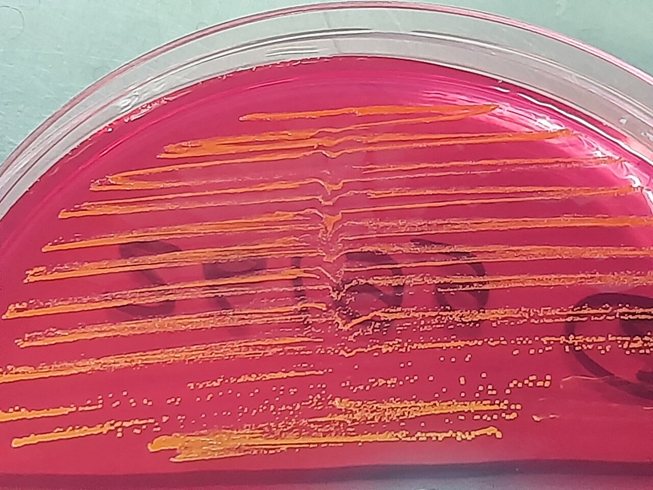 Leuconostoc (Aromatic Fermentation Bacteria)