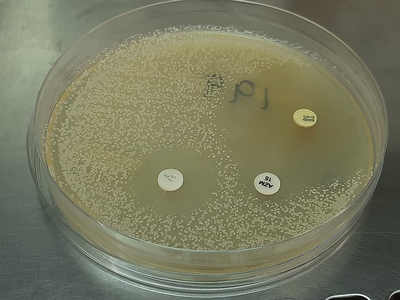 Leuconostoc (Aromatic Fermentation Bacteria)