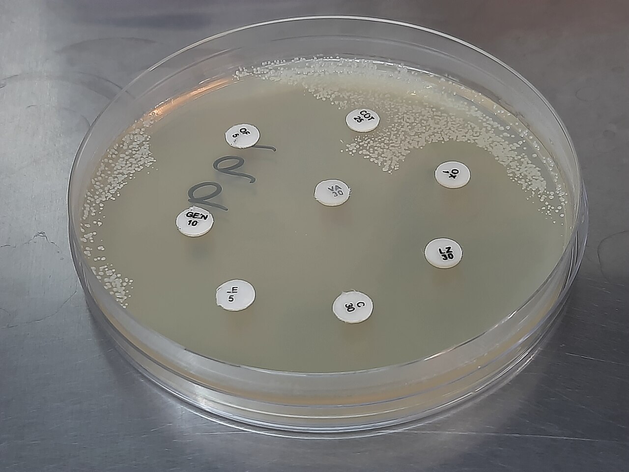 Leuconostoc (Aromatic Fermentation Bacteria)
