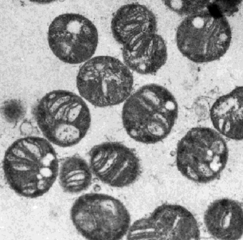 Methylococcus (Single-Cell Protein Bacteria)