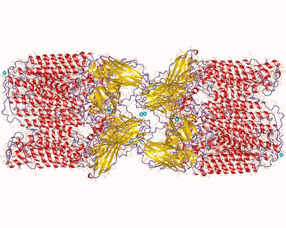 Methylococcus (Single-Cell Protein Bacteria)