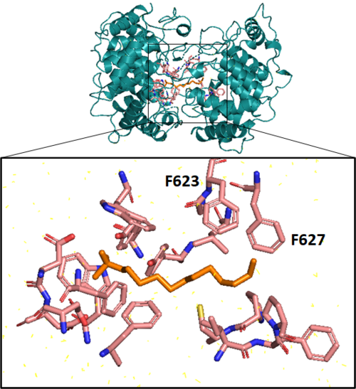 Methylococcus (Single-Cell Protein Bacteria)