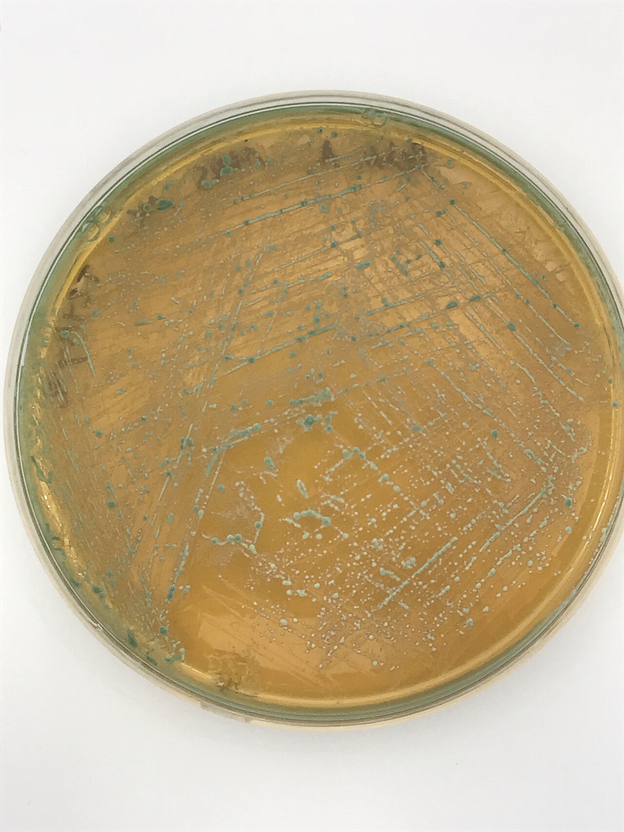 Pediococcus (Fermentation Bacteria)