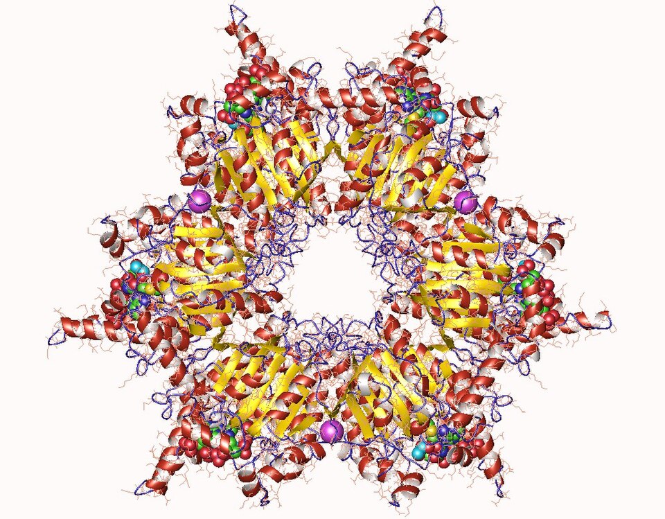 Propionibacterium (Swiss Cheese Bacteria)