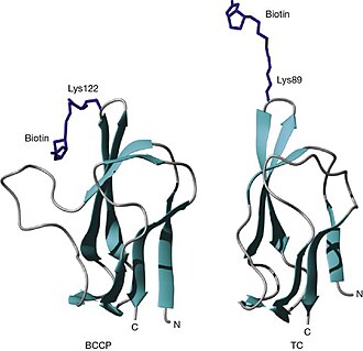 Propionibacterium (Swiss Cheese Bacteria)