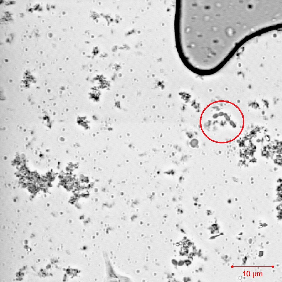 Streptococcus (Yogurt Bacteria)