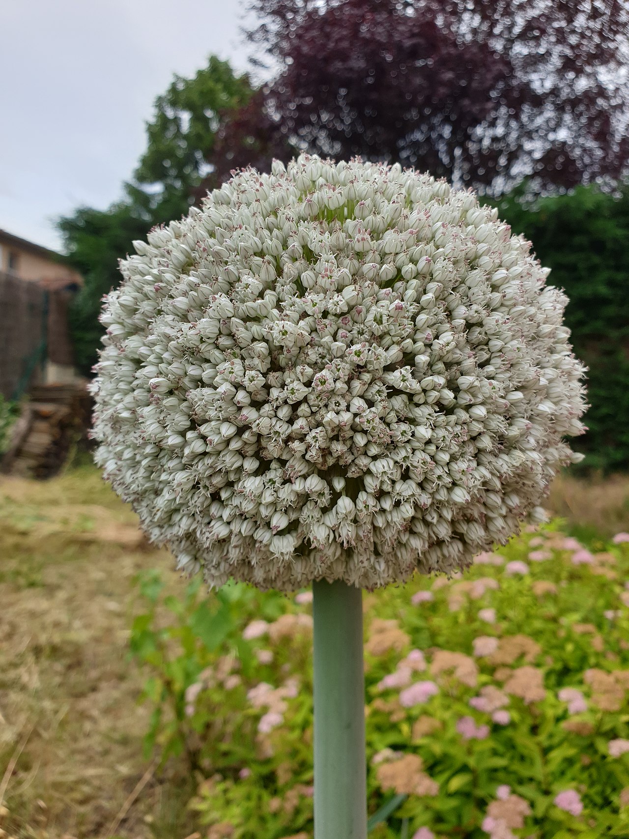 Alliums
