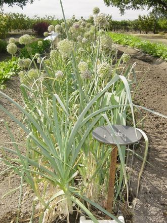 Alliums