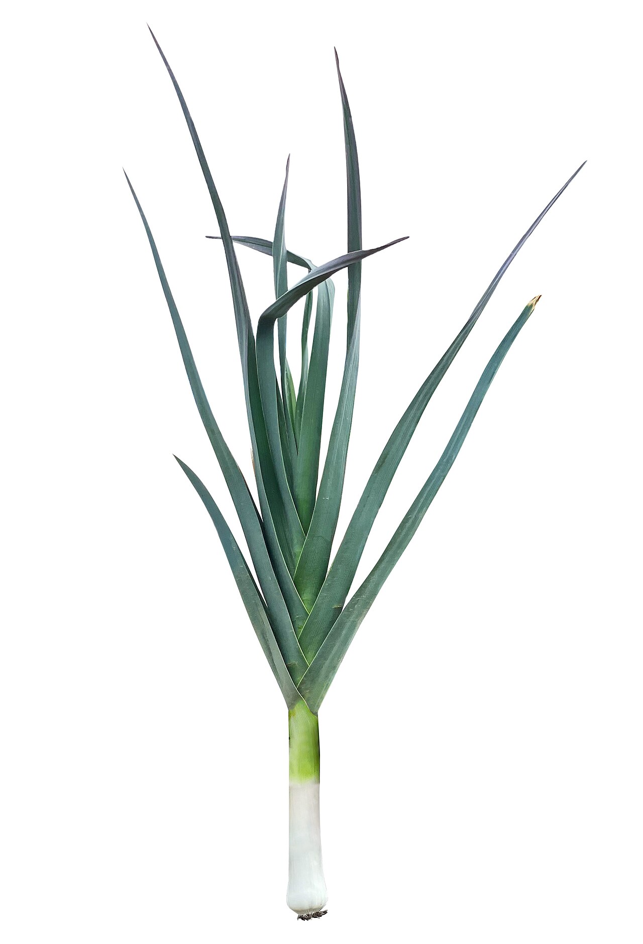 Alliums