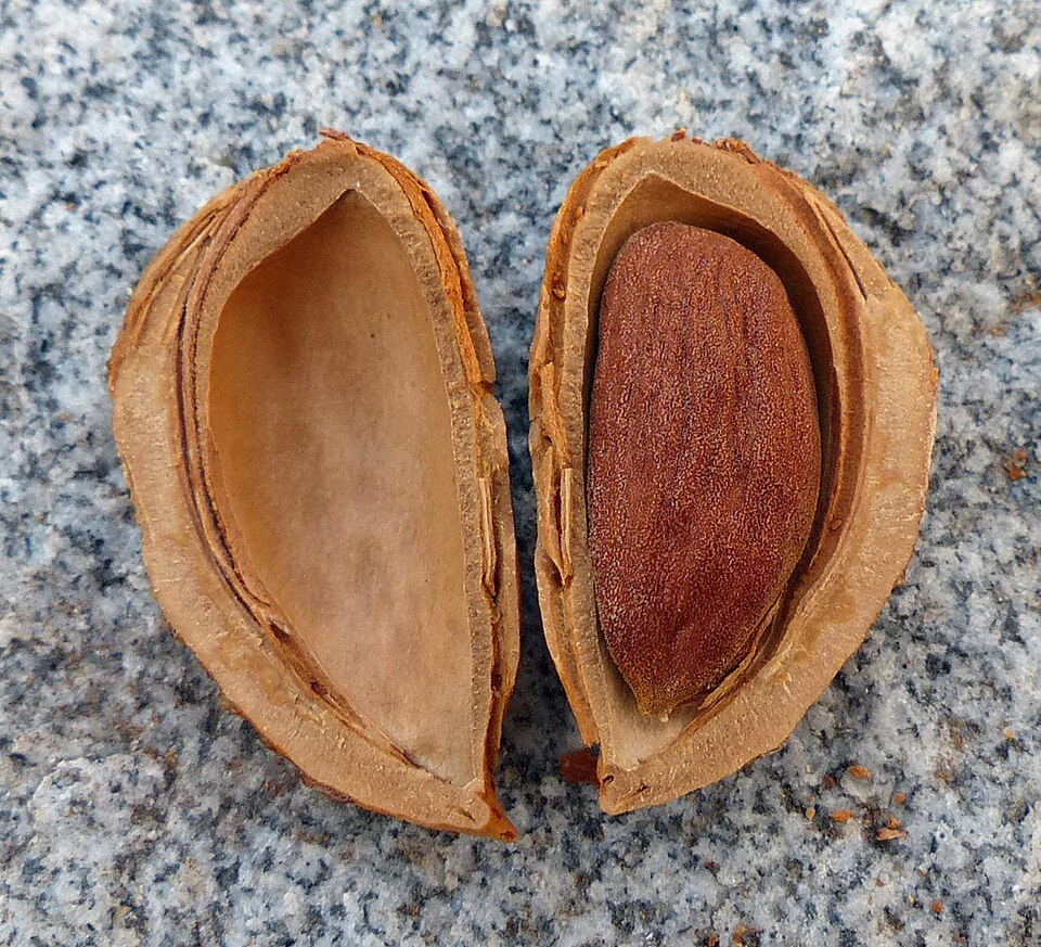 Almond