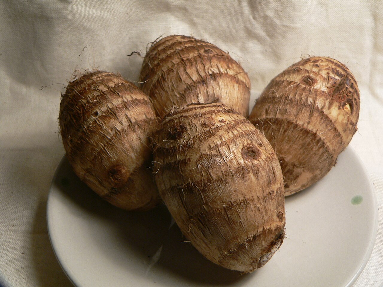 Aroids
