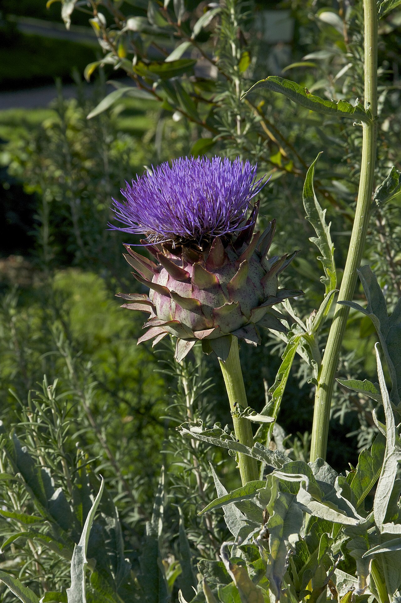 Artichoke