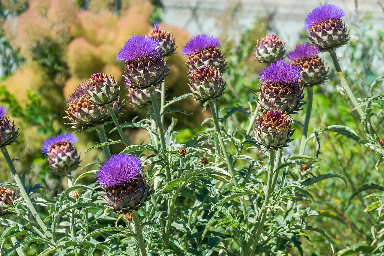 Artichoke