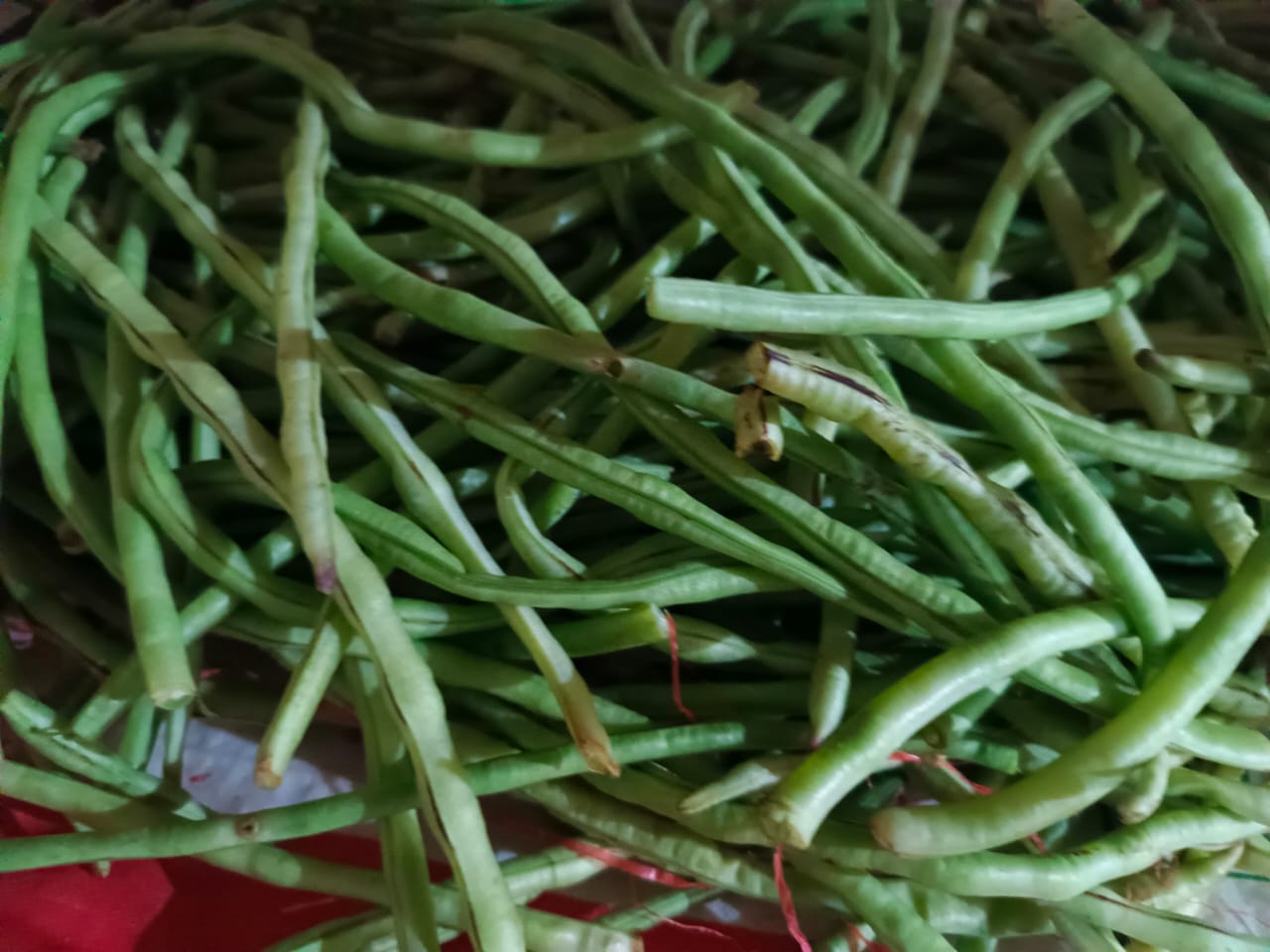 Asparagus and Monocot Shoots