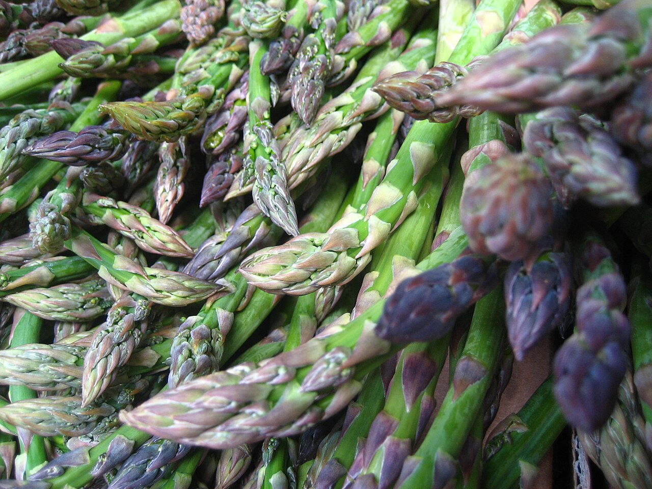 Asparagus and Monocot Shoots