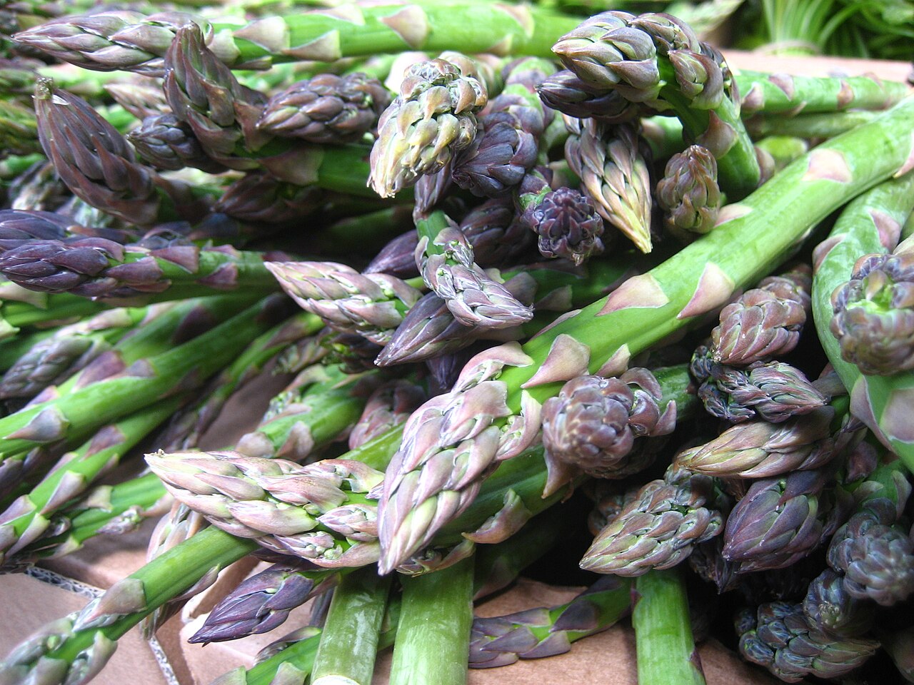 Asparagus and Monocot Shoots