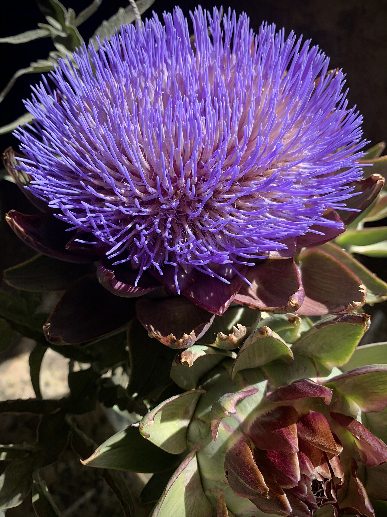 Asters
