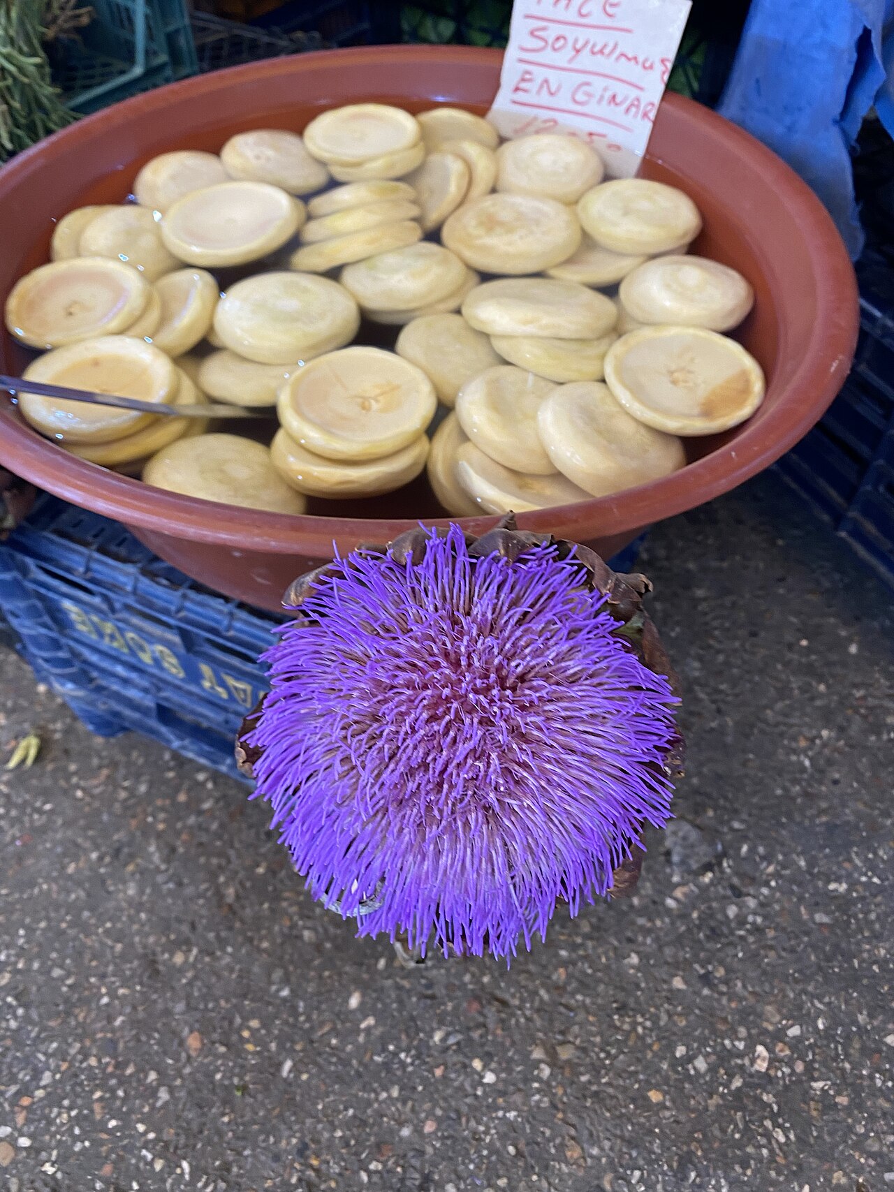 Asters