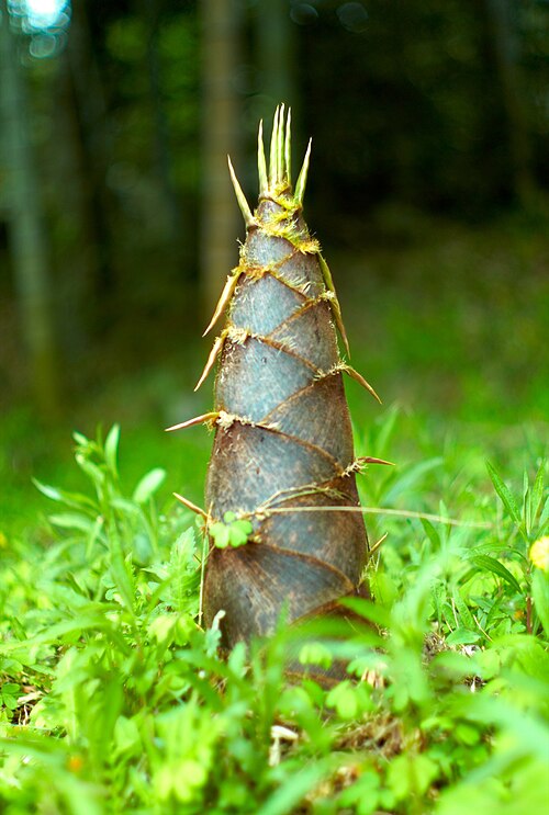 Bamboo shoots