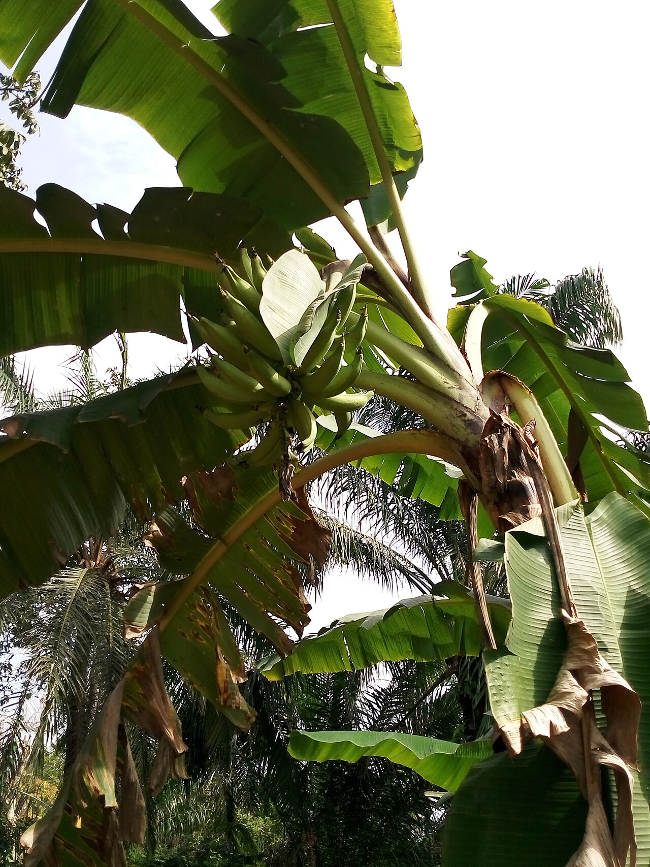 Bananas and Plantains