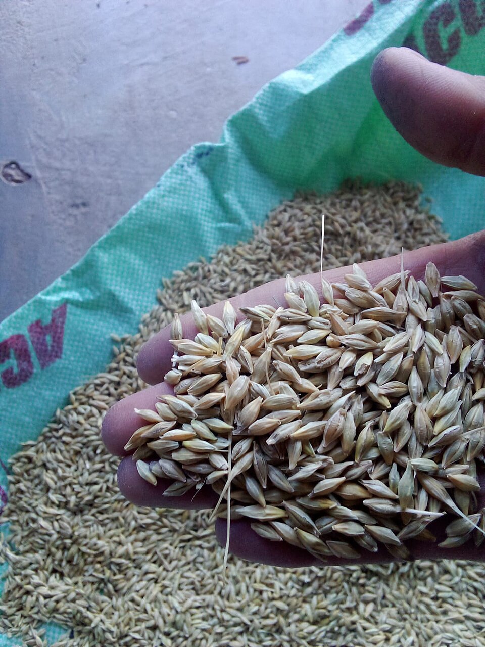 Barley