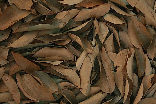 Bay leaf