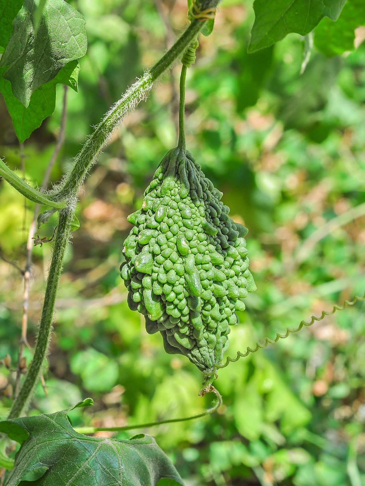 Bitter melon