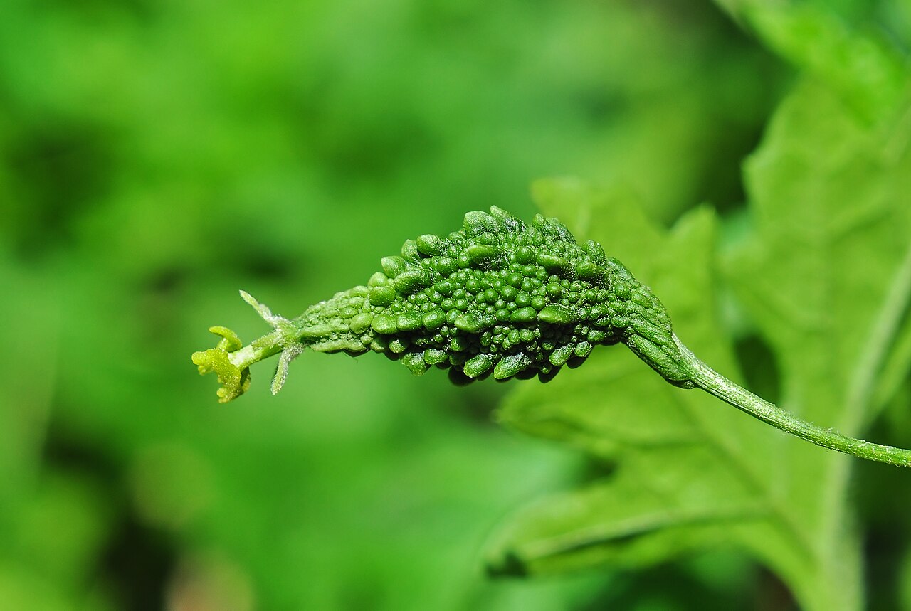 Bitter melon