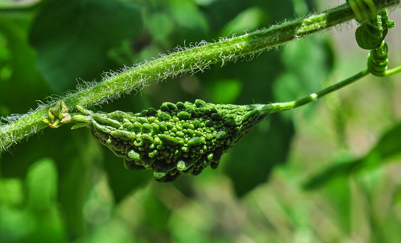 Bitter melon