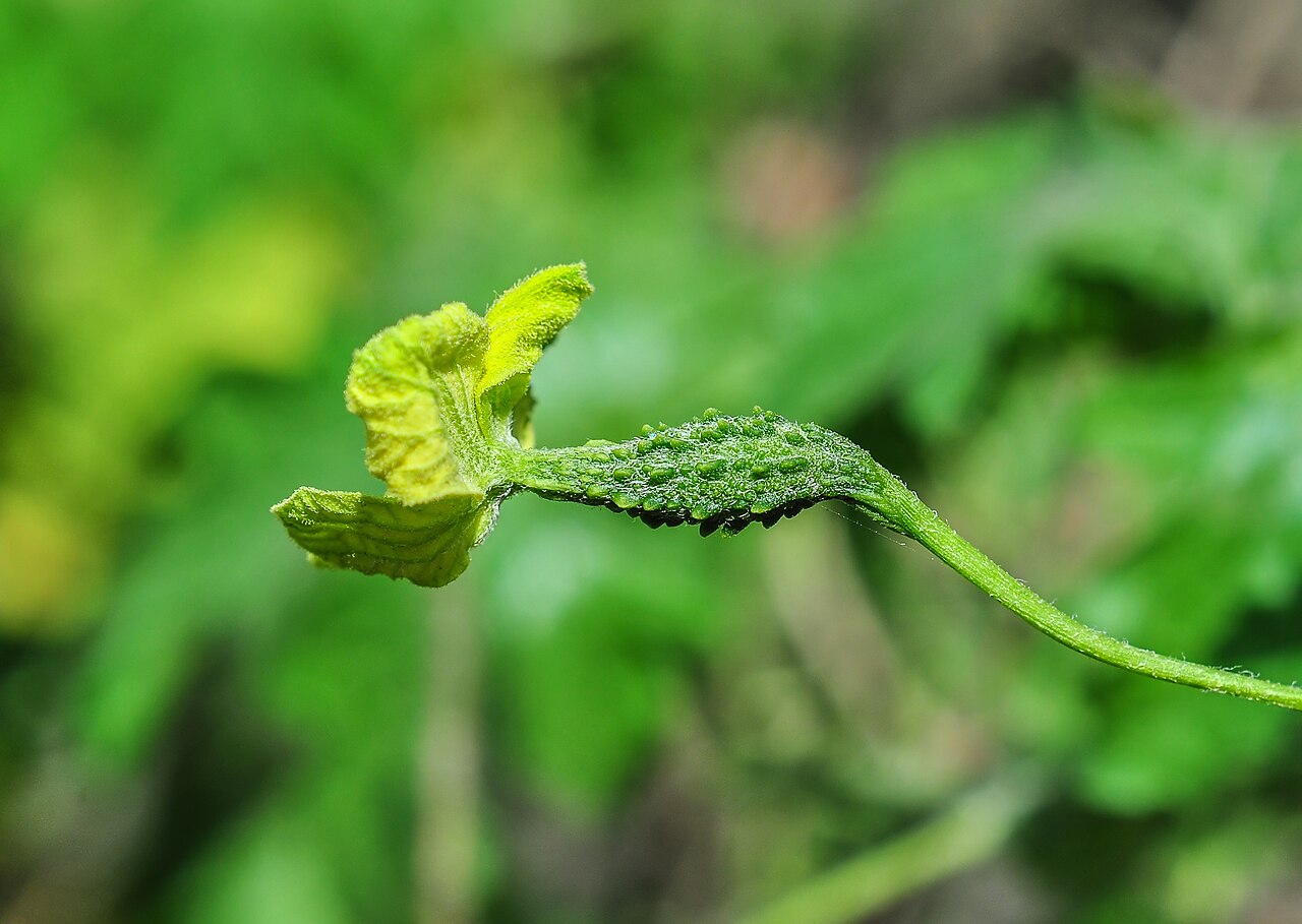 Bitter melon