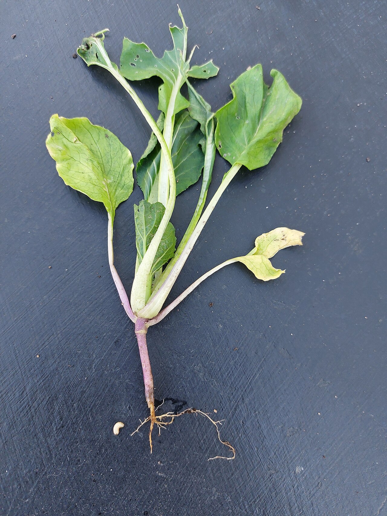 Bok choy