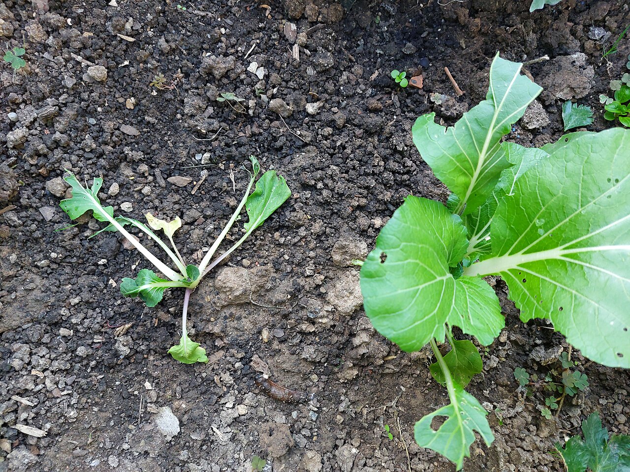 Bok choy