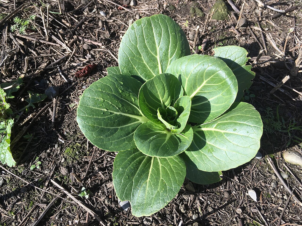 Bok choy