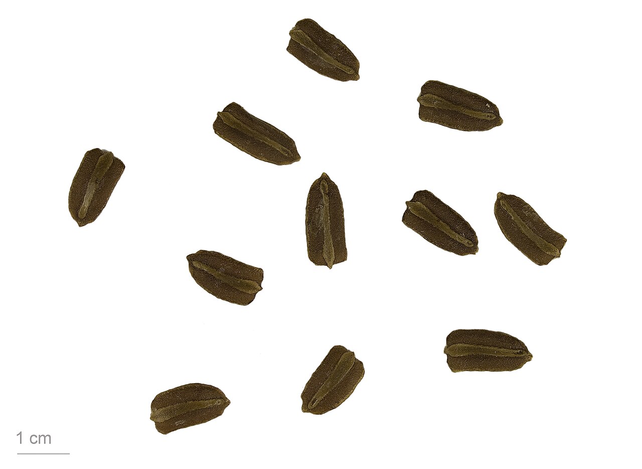 Bottle gourd