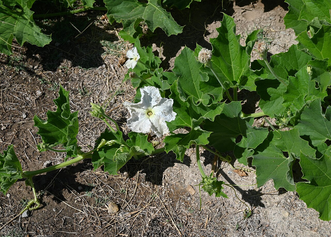 Bottle gourd