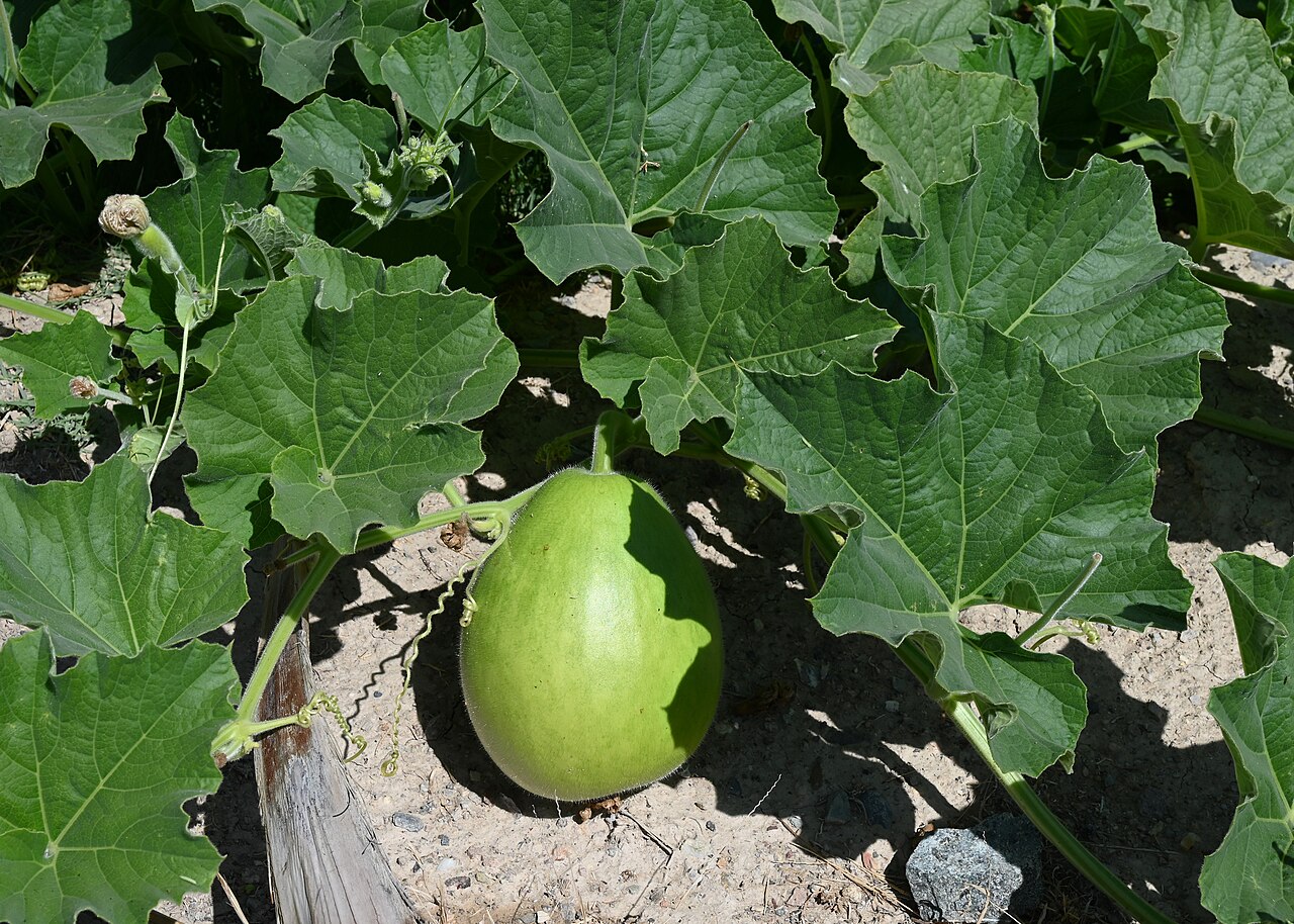 Bottle gourd