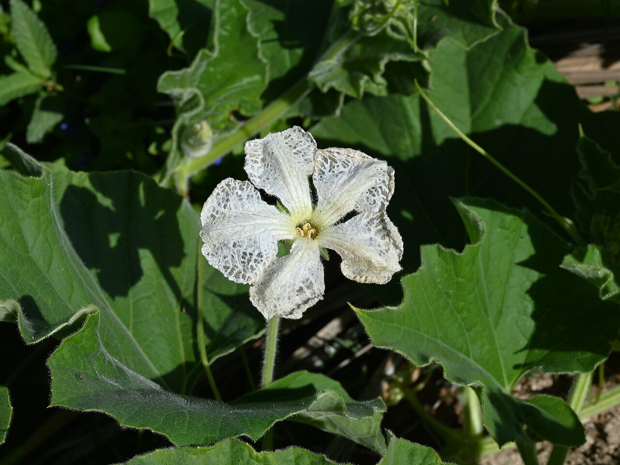 Bottle gourd