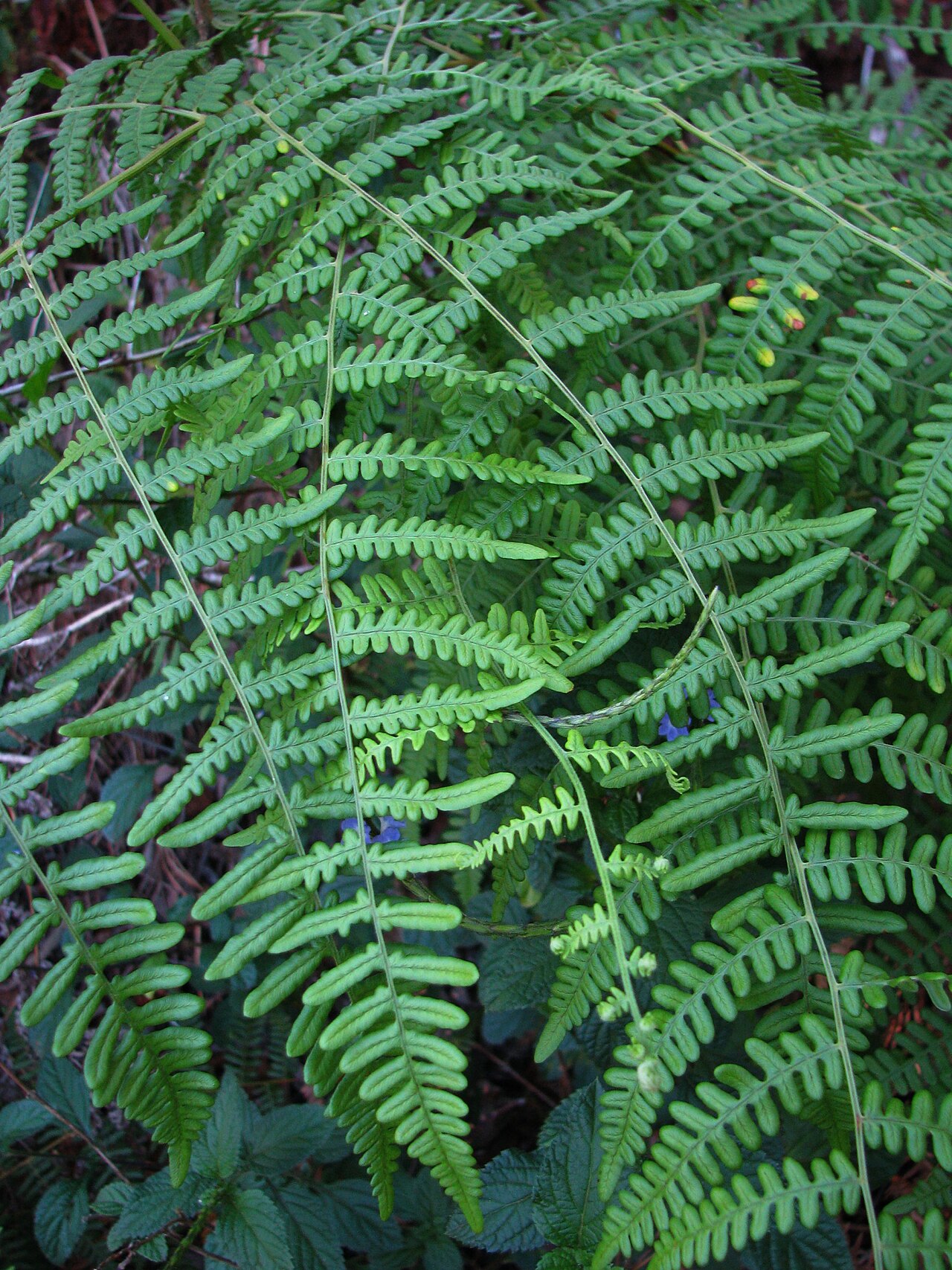 Bracken fiddleheads (traditional)