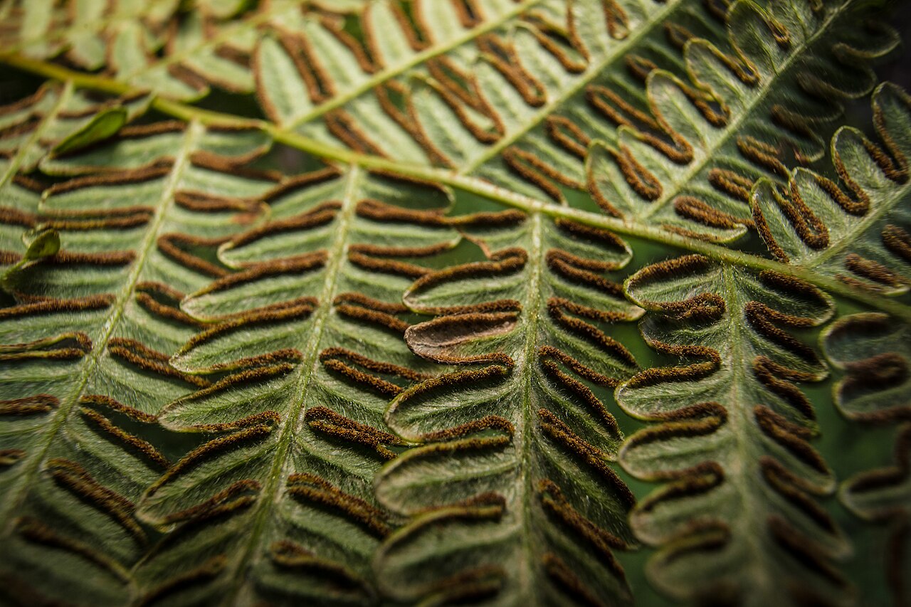 Bracken (Traditional Use)