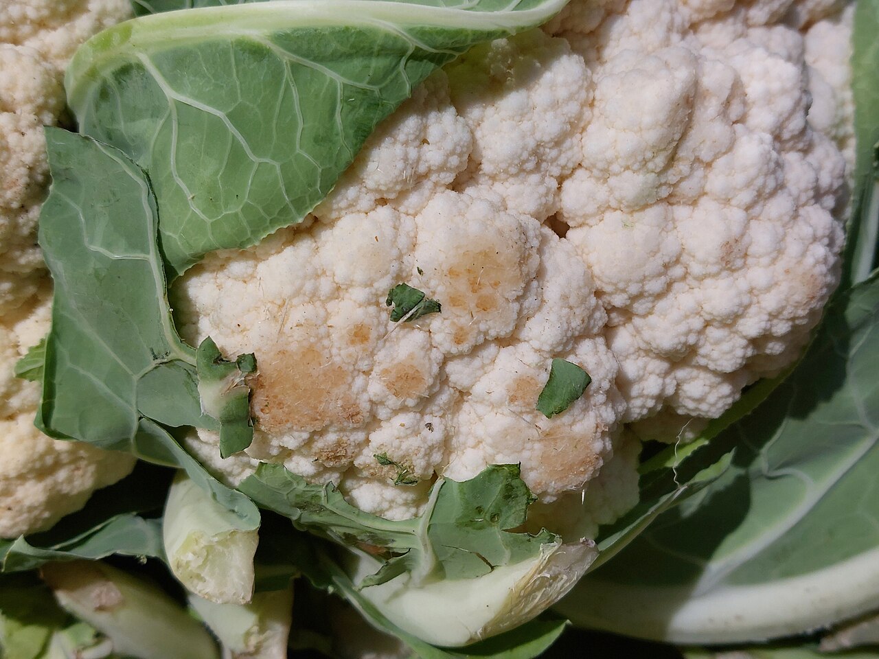 Brassicas