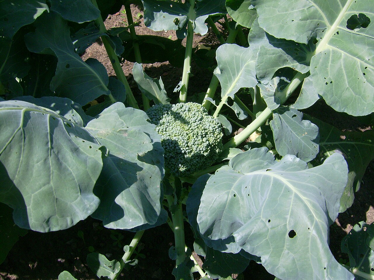 Broccoli