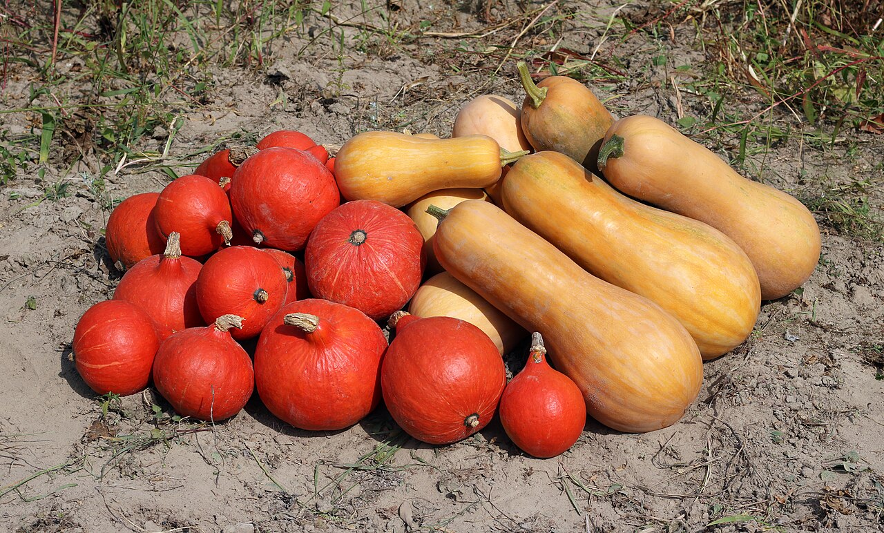 Butternut squash