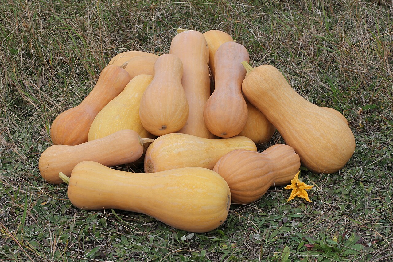 Butternut squash