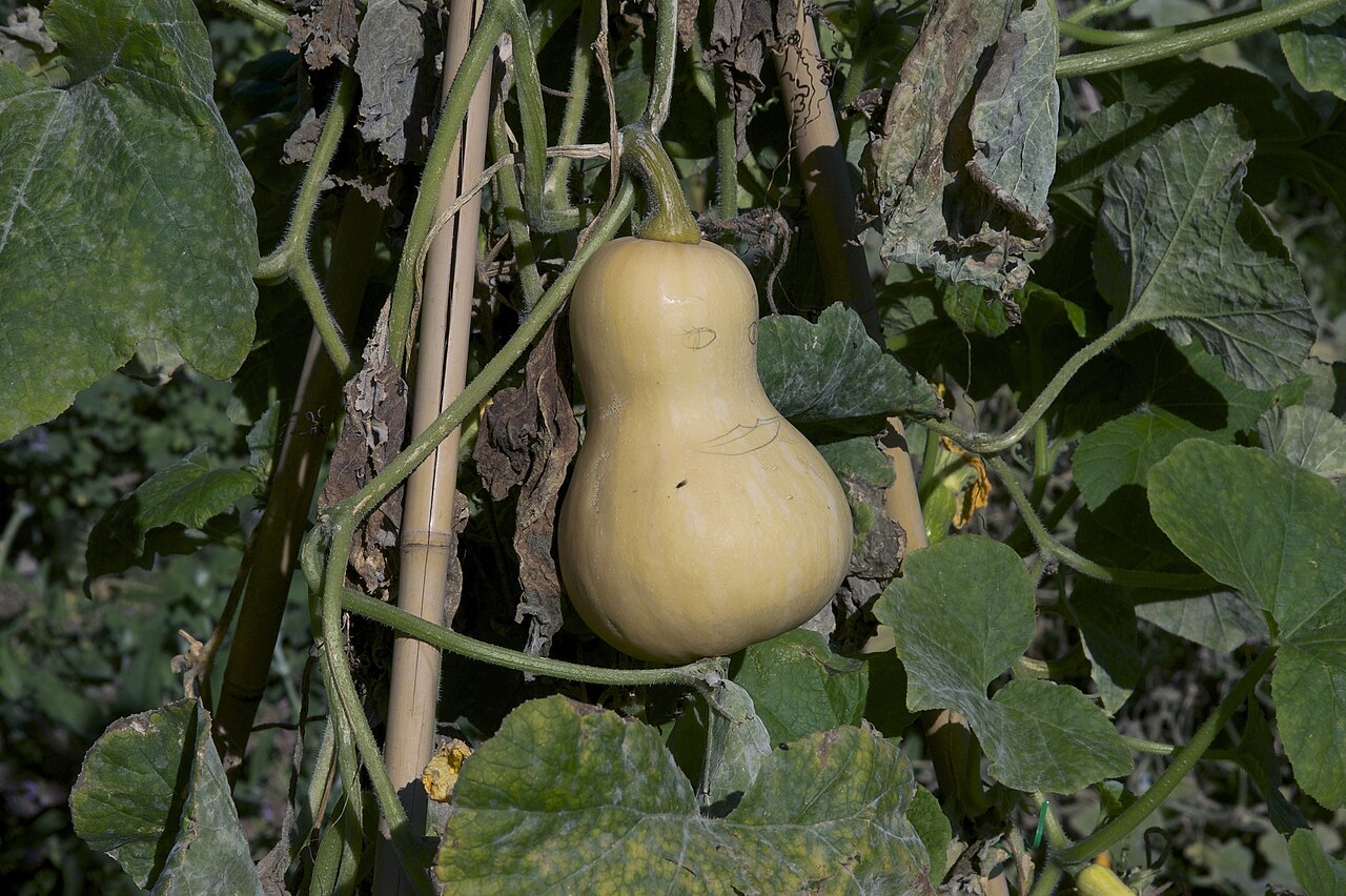 Butternut squash